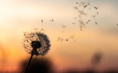 The Role of Gratitude in Spiritual Well-being